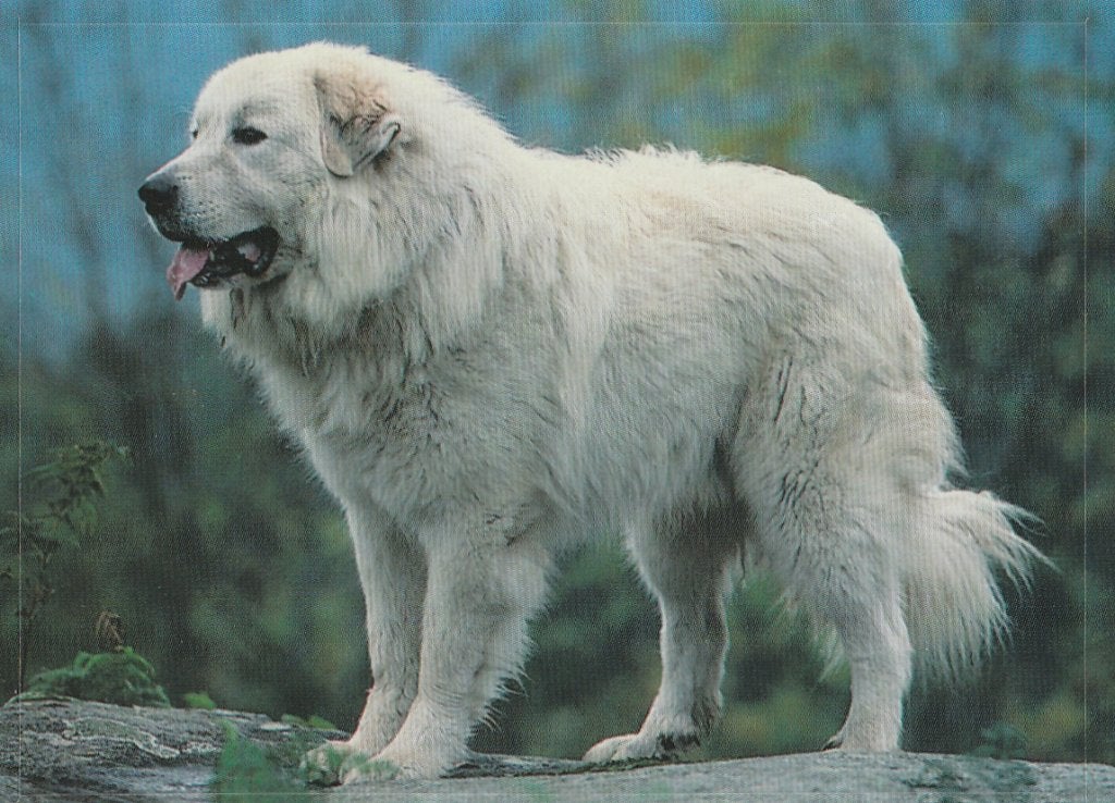 CHROMO  PYRENEENHOND, Verzamelen, Ophalen of Verzenden, Nieuw, Dier, Prent