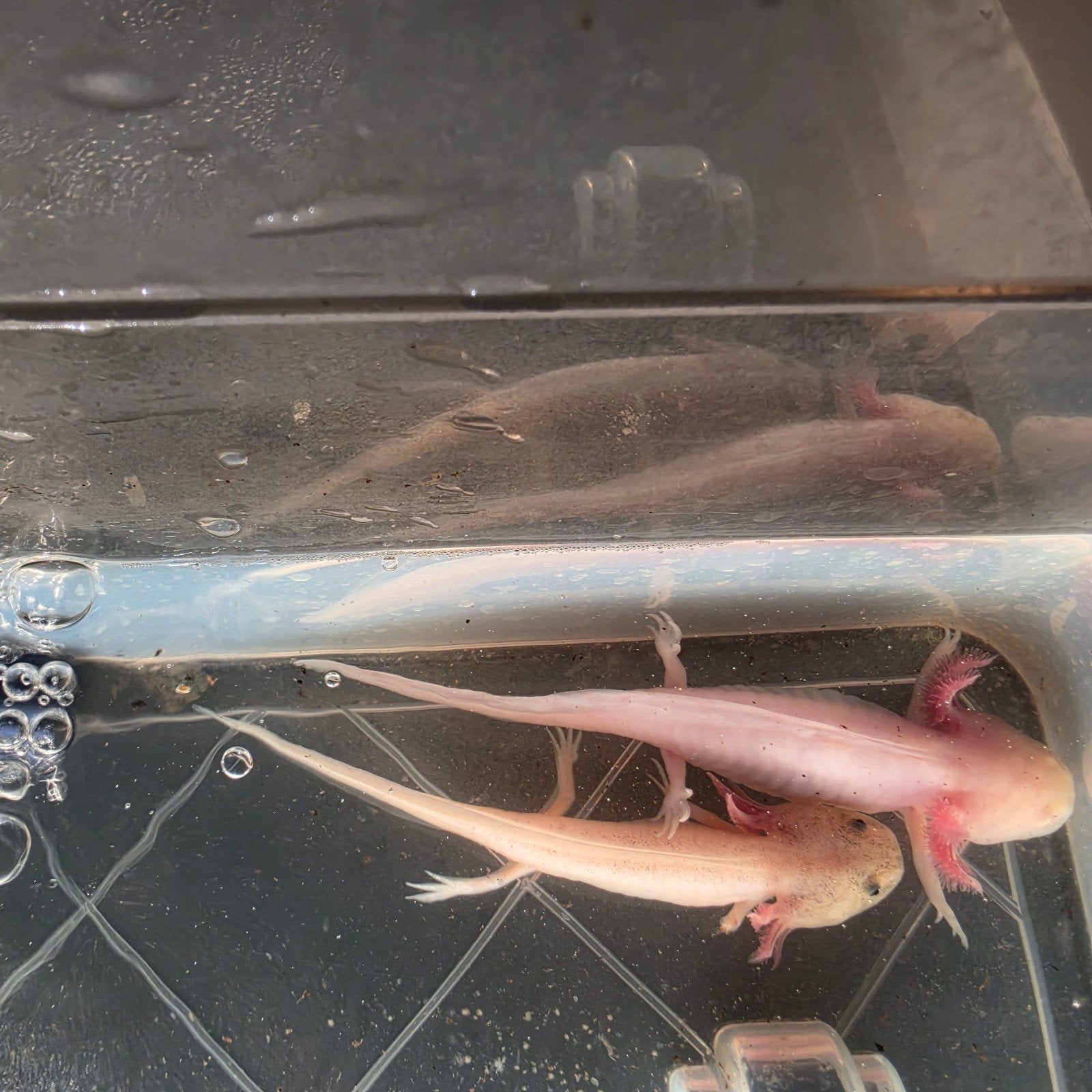 abino & dirty leucistic axolotls