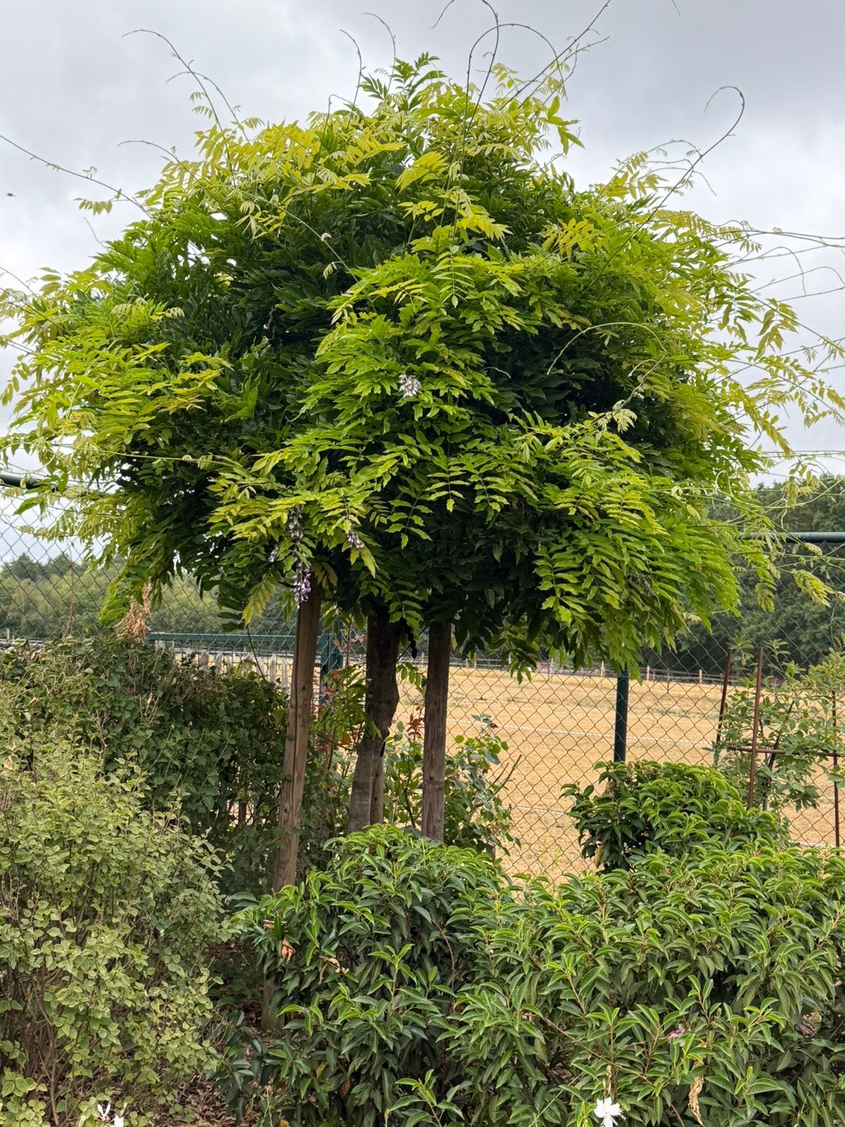 Prachtige volwassen blauwe regen (Wisteria) op stam te koop, Tuin en Terras, Lente, 100 tot 250 cm, Ophalen, Volle zon