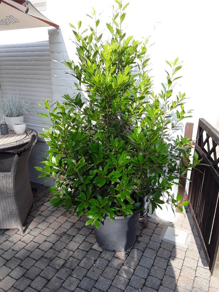 Laurier, Enlèvement, Plante fixe, Herbes