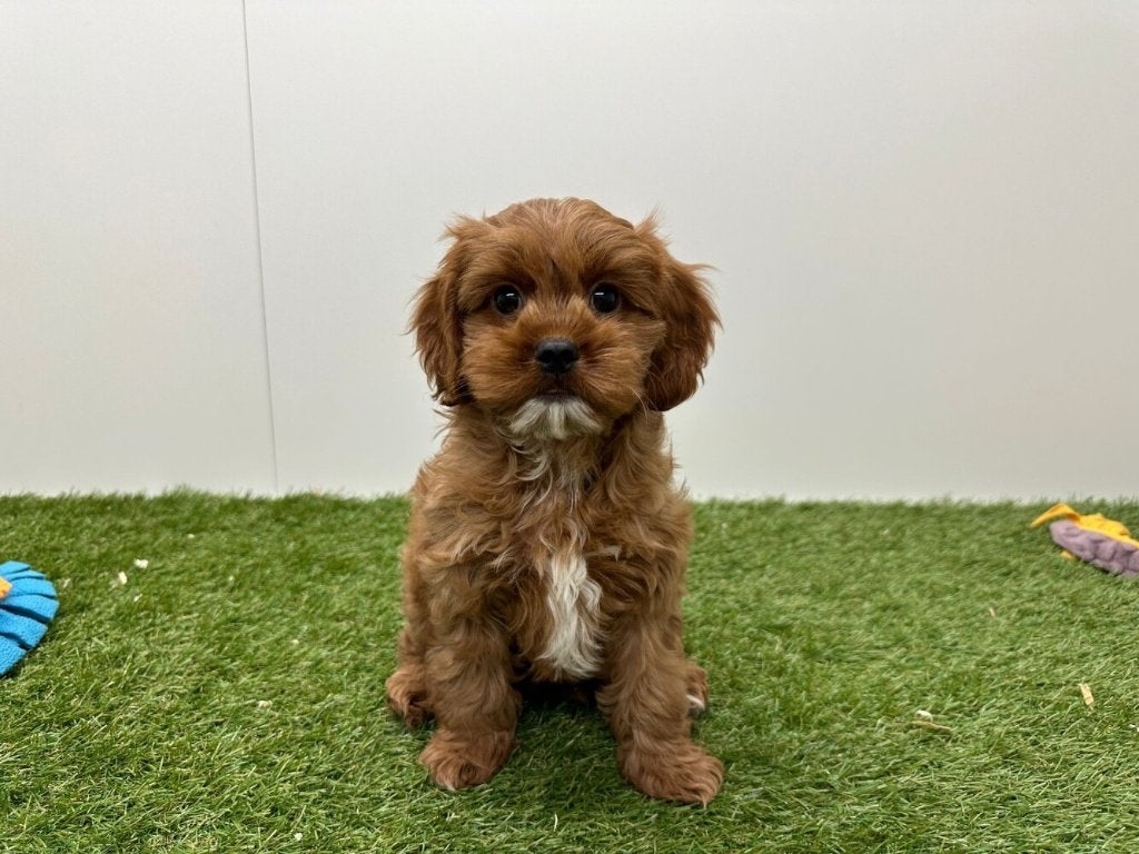 Cavapoo pups (F1), Dieren en Toebehoren, België, 8 tot 15 weken, Parvo, Meerdere