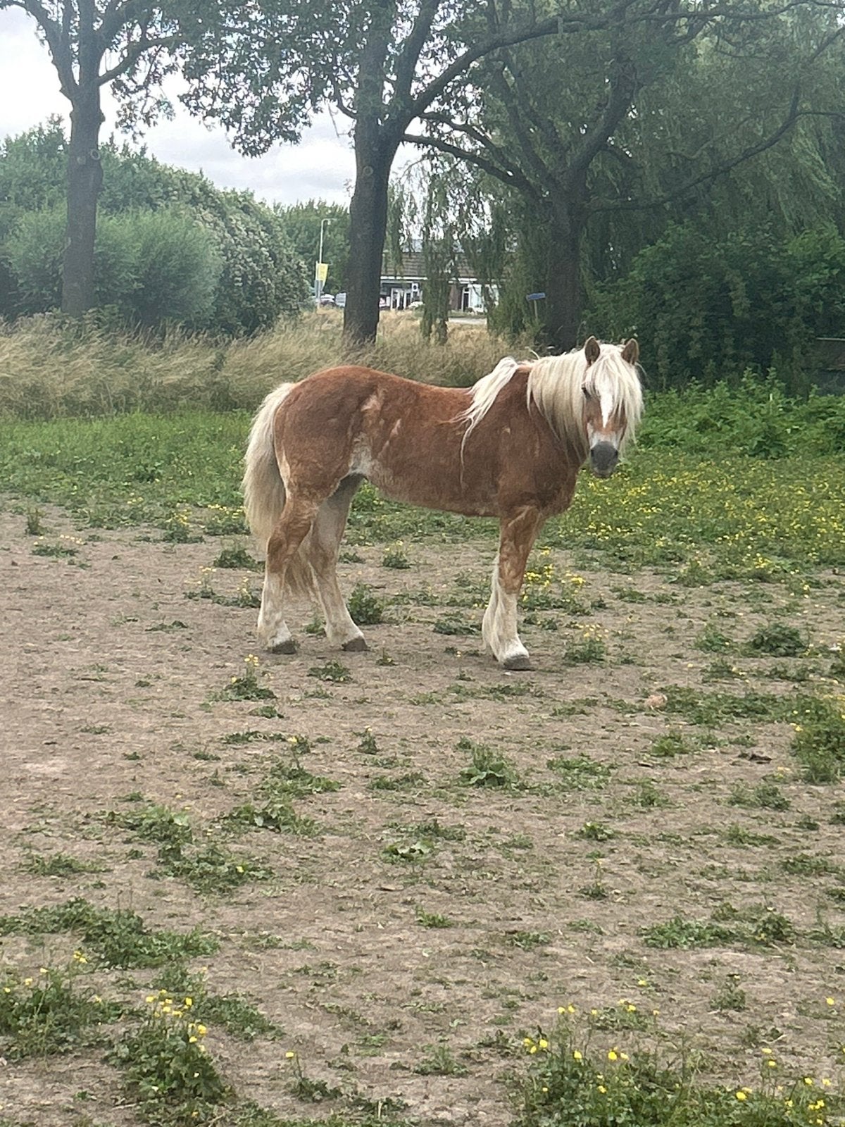 haflinger merrie, Jument