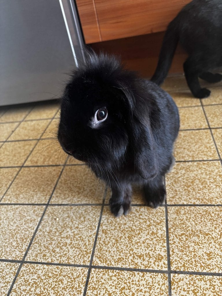 Minilop Konijn met een grote kooi., Mâle, Nain, Oreilles tombantes, 0 à 2 ans