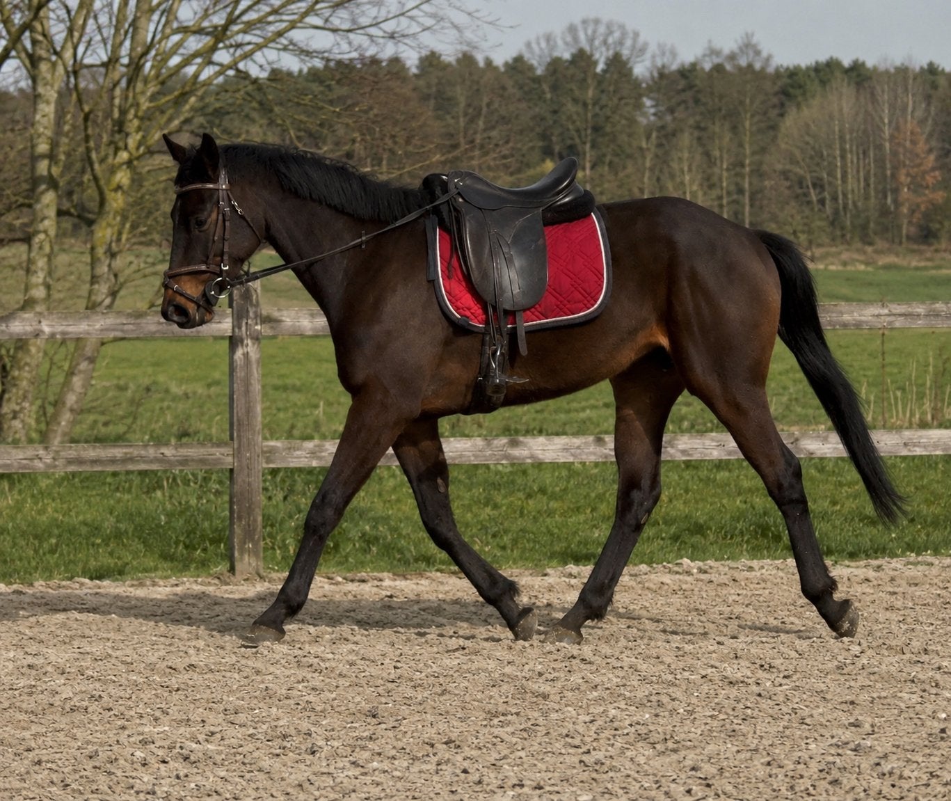 KiKi 4 jarige ruin, Animaux & Accessoires, Chevaux, Hongre, Ne s'applique pas, 3 à 6 ans