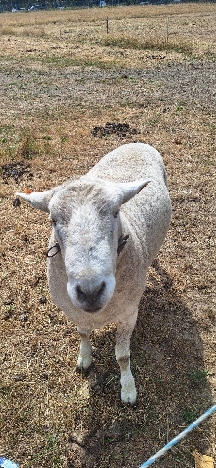 Easy Care, Mâle, Mouton, 0 à 2 ans