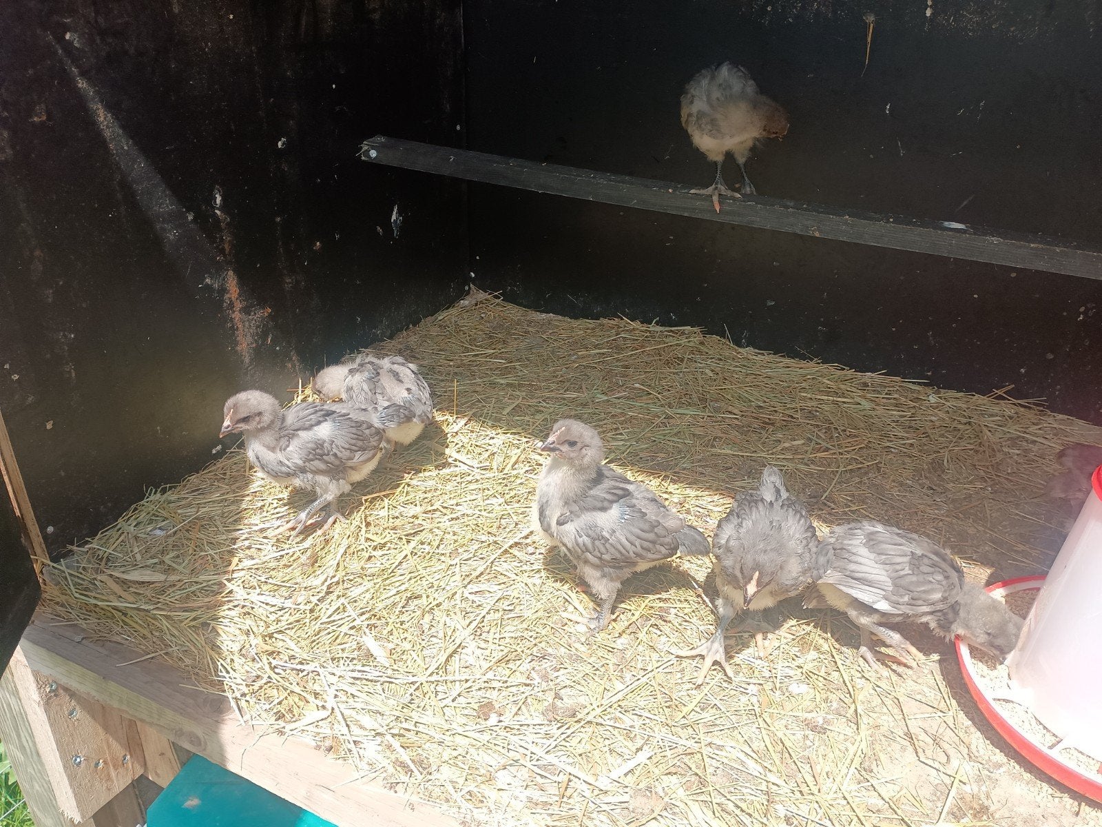 GEZOCHT ,zuivere jersey giant met blauwe slag kuikens of ei, Dieren en Toebehoren, Pluimvee