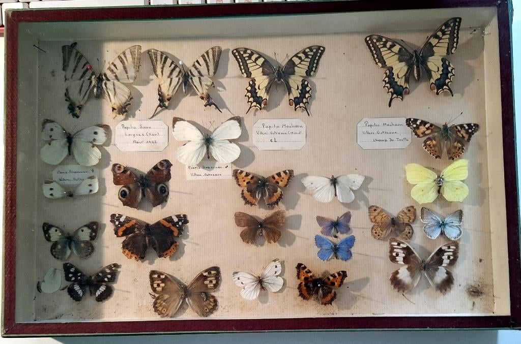 ancienne boîte de collection de papillons, Envoi, Utilisé, Insecte, Animal empaillé