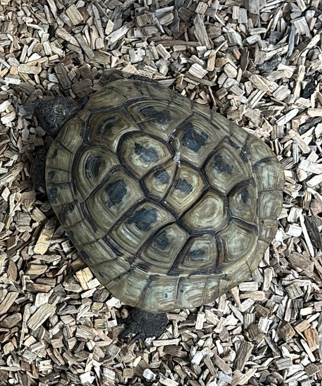 Griekse landschildpad, Dieren en Toebehoren, Reptielen en Amfibieën, Schildpad, Tam, 11 jaar of ouder