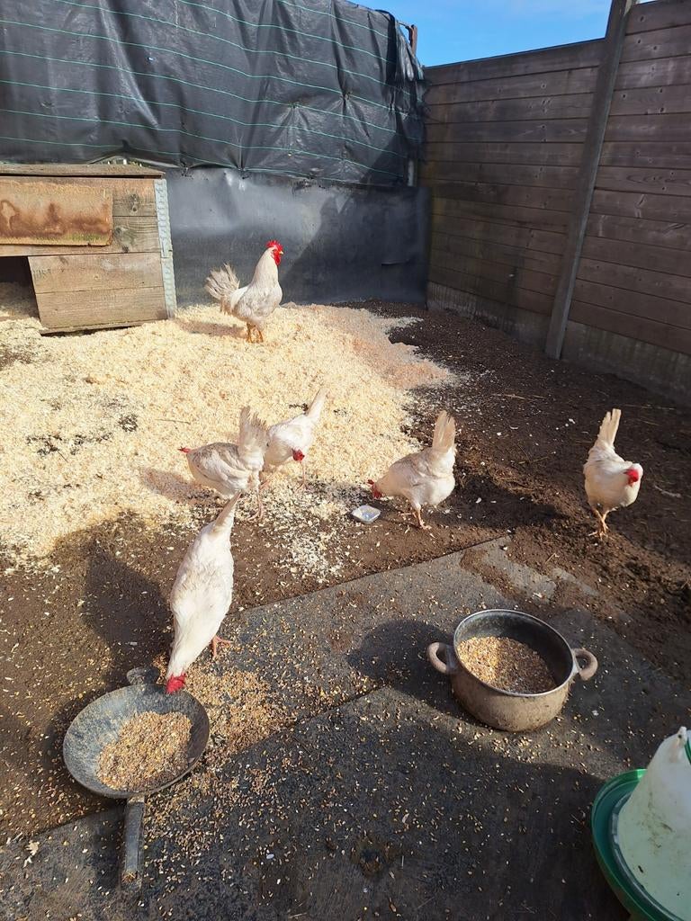 Toom witte leghorens 5hennen en een haan beschikbaar, Dieren en Toebehoren, Pluimvee