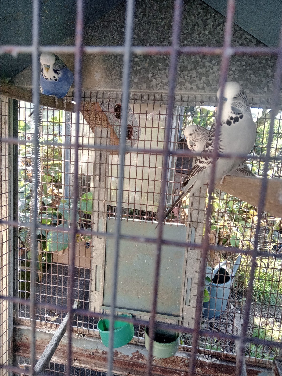 Vogels, Dieren en Toebehoren, Pluimvee