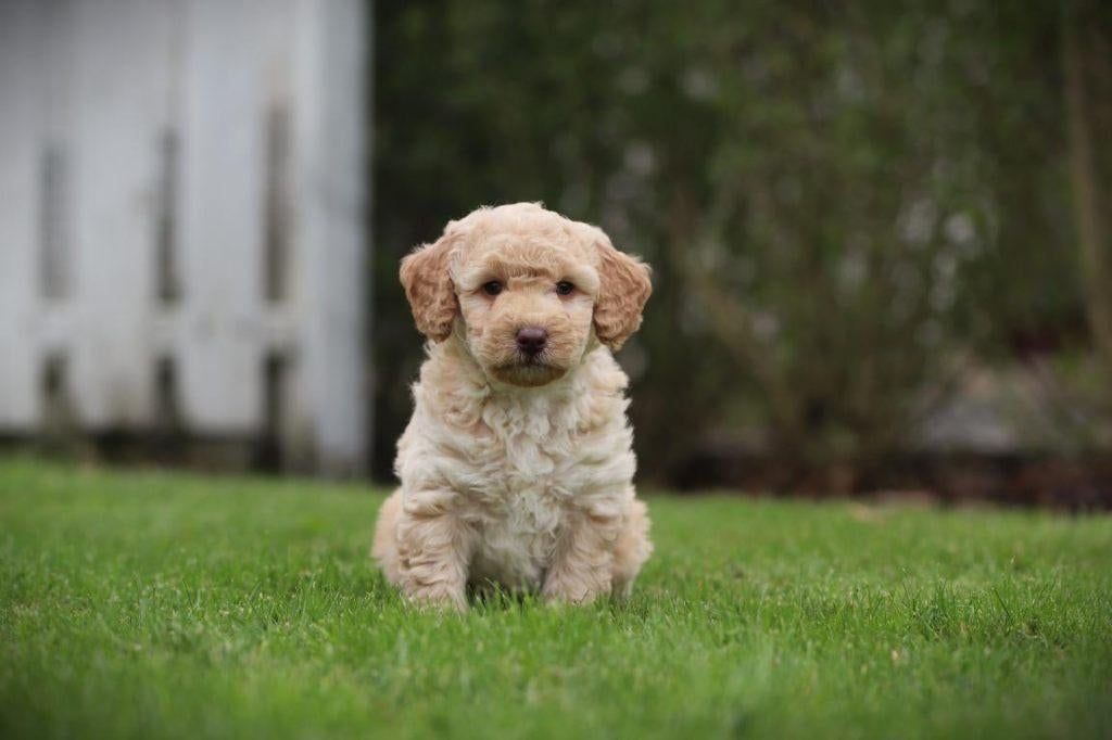 Labradoodle pups – hypoallergeen & gezinsvriendelijk, Parvo, België, Fokker | Hobbymatig, 8 tot 15 weken