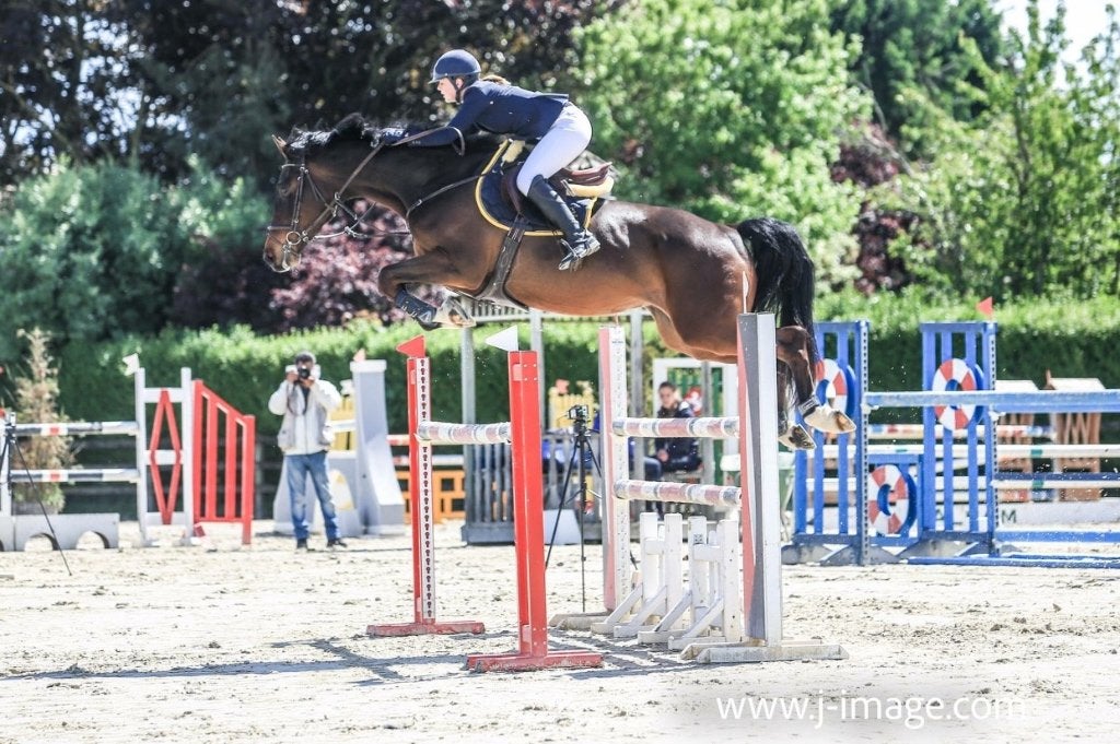 Kweekmerrie, Dieren en Toebehoren, Merrie, Niet van toepassing, 165 tot 170 cm, Met stamboom