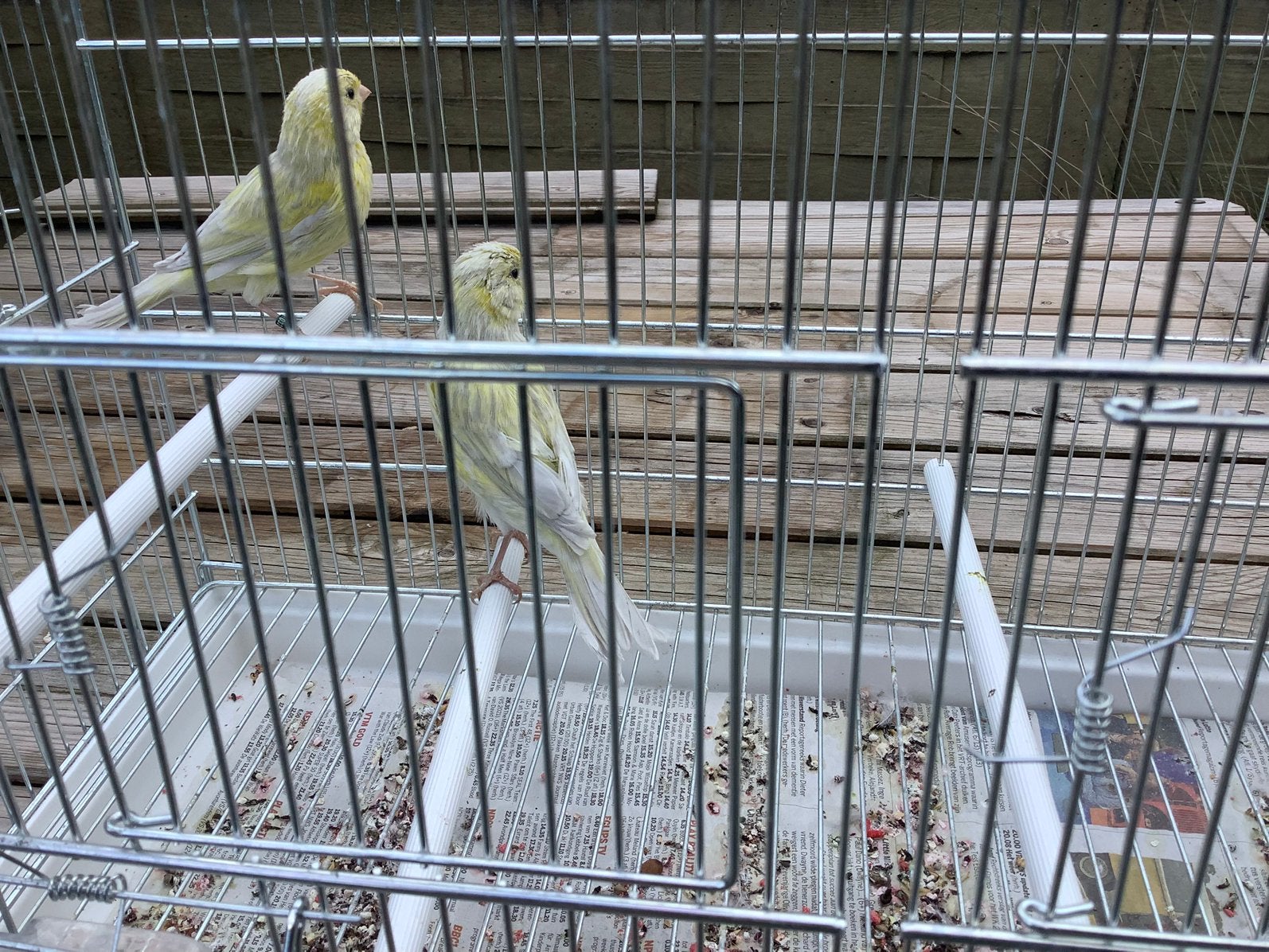 Agaat opaal gele jonge kanaries 2026, Dieren en Toebehoren, Vogels | Kanaries, Geslacht onbekend, Kleurkanarie