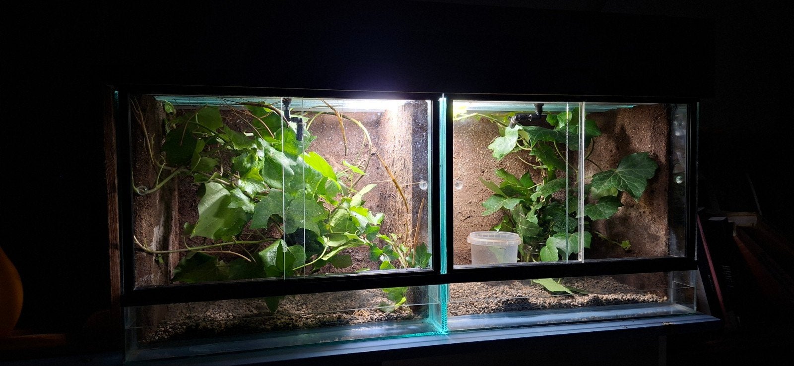 2 kweek terraria en wandelende takken, Dieren en Toebehoren, Insecten en Spinnen