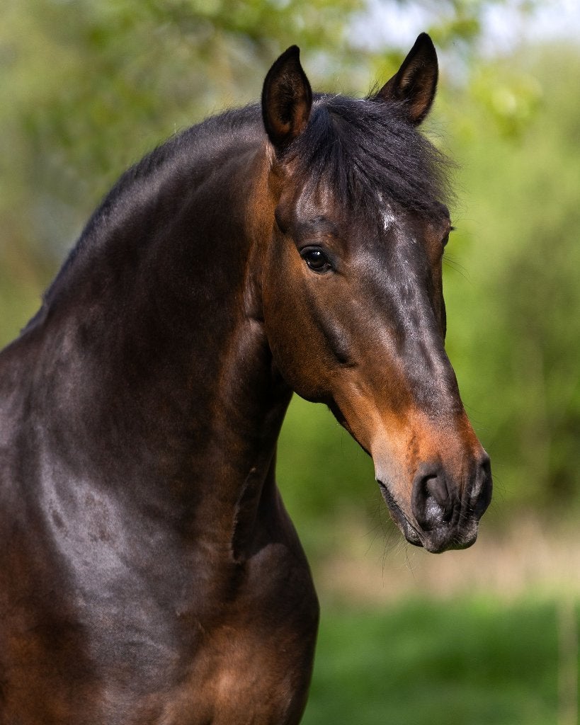 12-jarige prachtige PRE ruin, Hongre, 160 à 165 cm, Avec pedigree, 11 ans ou plus