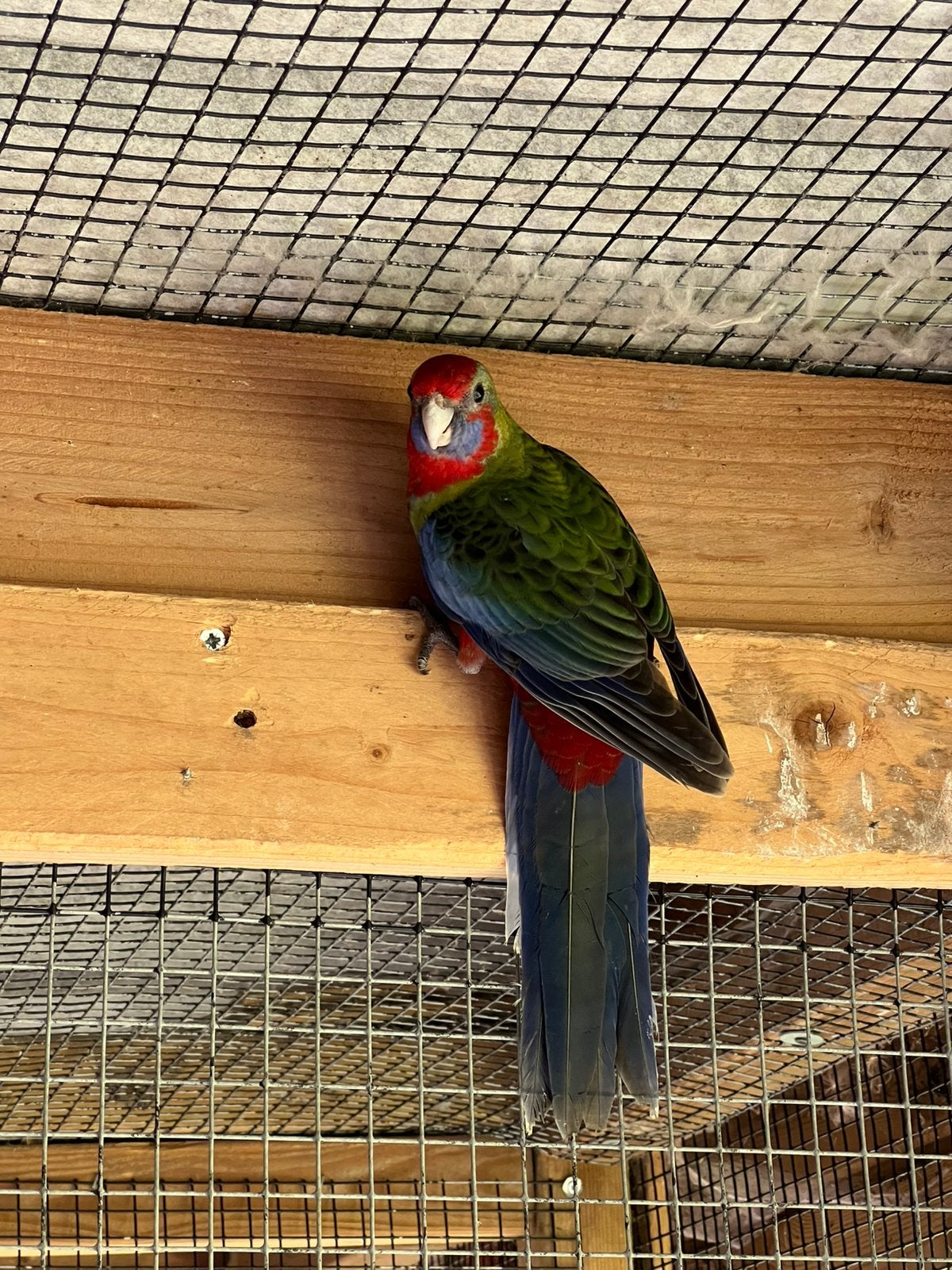 Pennant rosella., Animaux & Accessoires, Oiseaux | Perruches & Perroquets, Femelle, Perruche