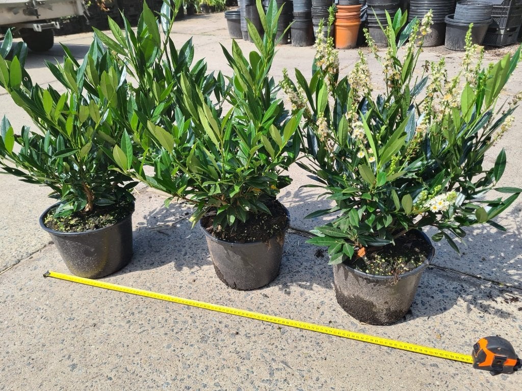 Prunus Otto Luijken laurierkers, Jardin & Terrasse, Envoi, Laurier, Haie, Moins de 100 cm
