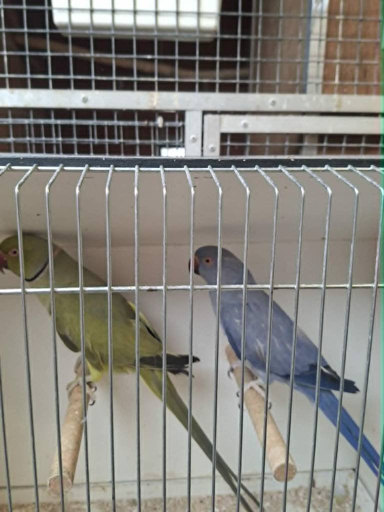 Halsband parkieten, Dieren en Toebehoren, Meerdere dieren, Parkiet, Geringd