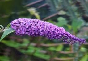 Buddleja davidii "Ile de France" (vlinderstruik), Tuin en Terras, Ophalen, Vlinderstruik, Struik, 100 tot 250 cm