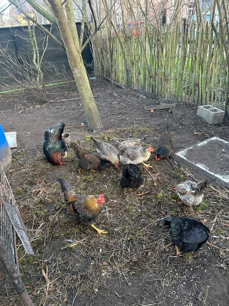 Broedeieren creamlegbar x barnevelder, Dieren en Toebehoren, Geslacht onbekend, Kip