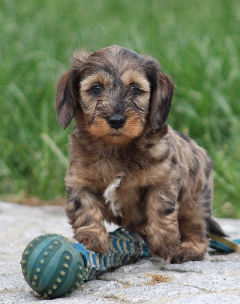 Teckel pups Merle ruwhaar, Dieren en Toebehoren, Parvo, België, 8 tot 15 weken, Dwerg