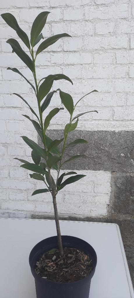 laurier-cerise, Jardin & Terrasse, Plantes | Arbustes & Haies, Laurier, Enlèvement