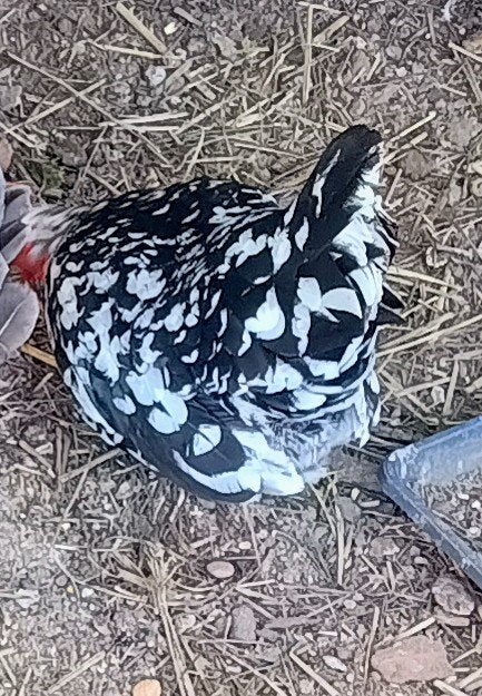 Chabo, Dieren en Toebehoren, Pluimvee, Vrouwelijk, Kip