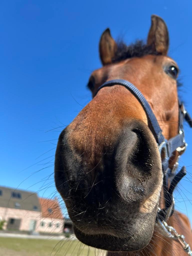 Paard gezocht, Dieren en Toebehoren, Paarden, 165 tot 170 cm, Recreatiepaard, 11 jaar of ouder