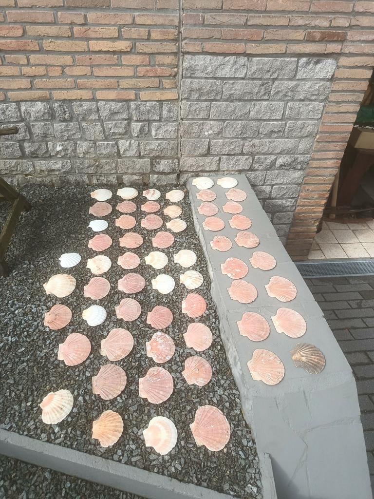 59 sint- Jacobs schelpen in goede staat, Ophalen