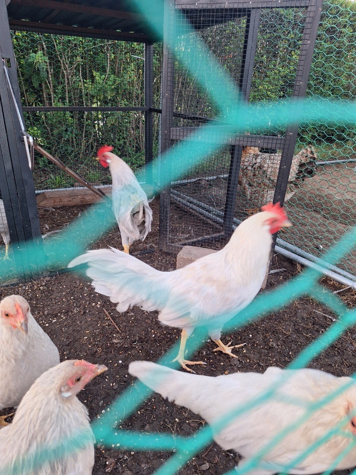 jonge leghorn isabelpatrijs haantjes, Dieren en Toebehoren, Pluimvee