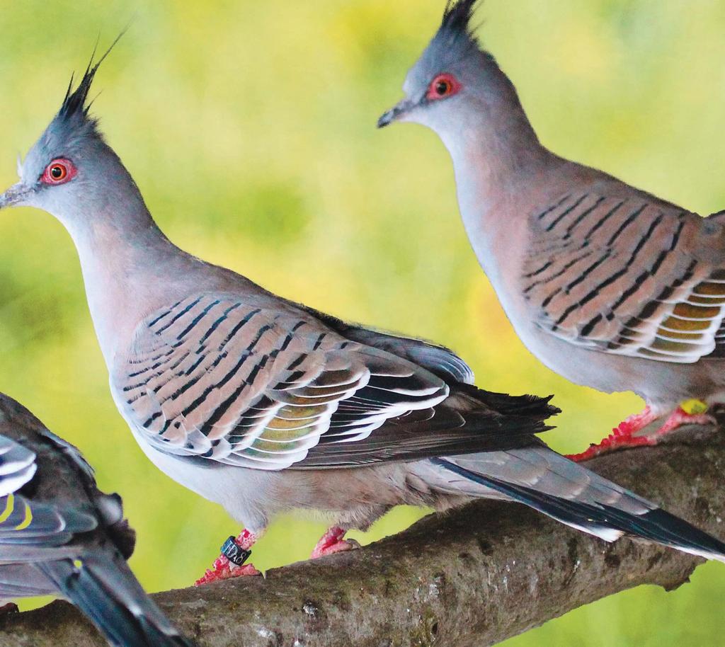 COLOMBE LOPHOTE a vendre en lot