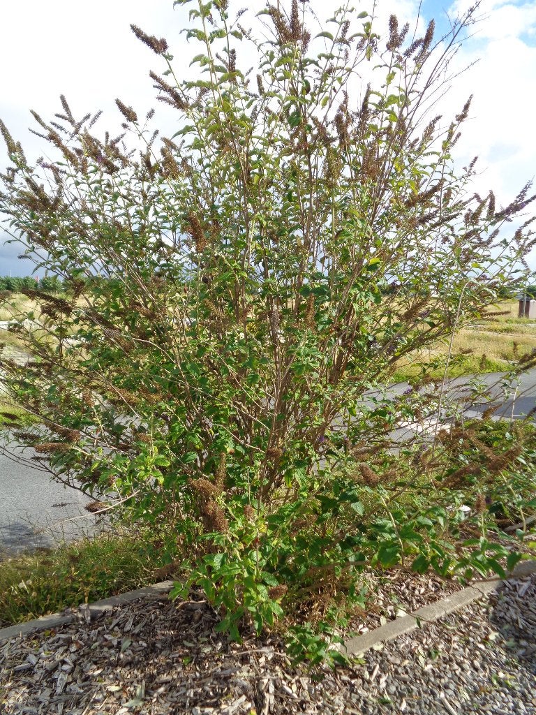 buisson à papillons, Enlèvement, Plante fixe