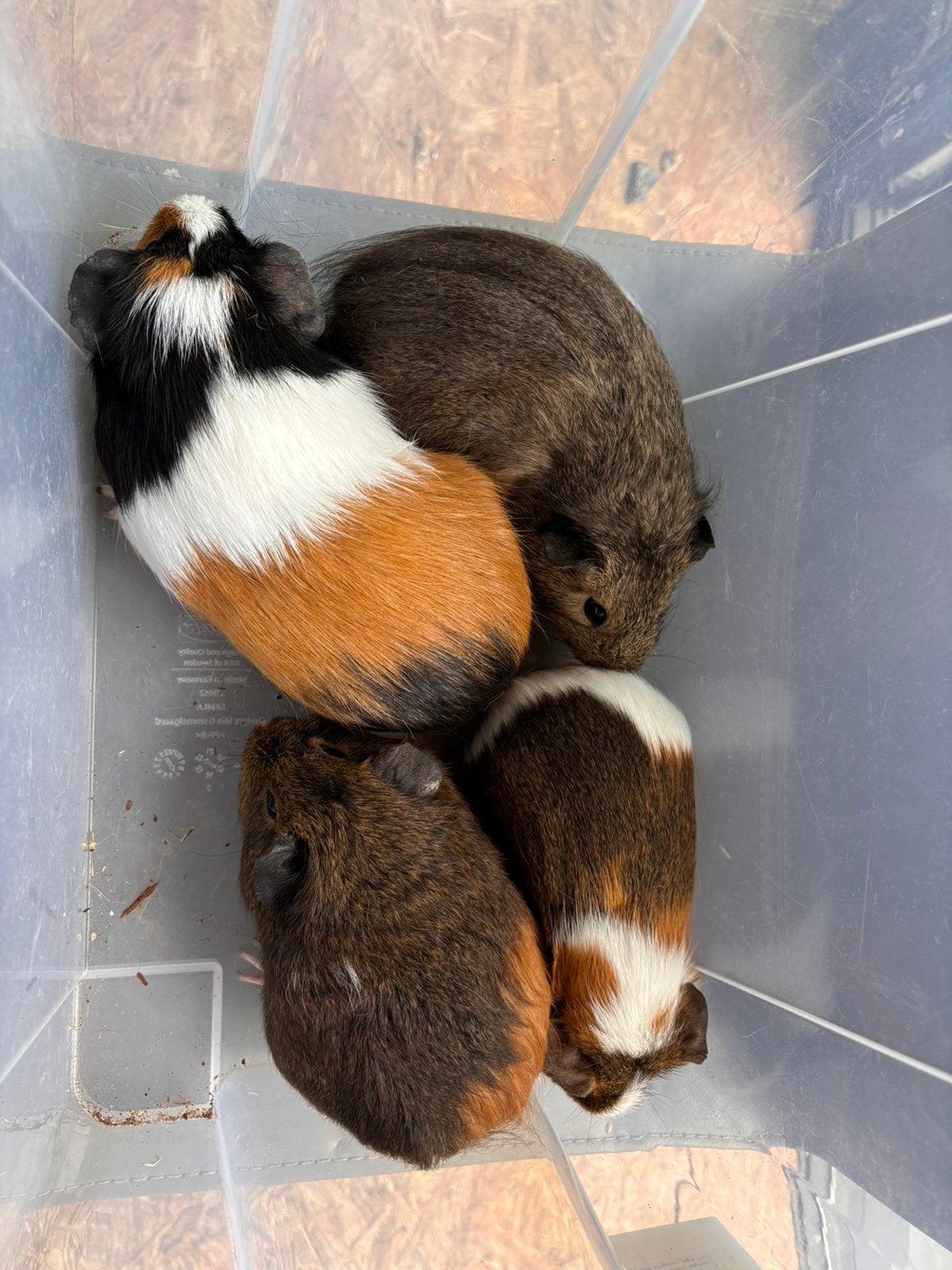 Lieve cavia’s, Juli, Meerdere dieren, Cavia