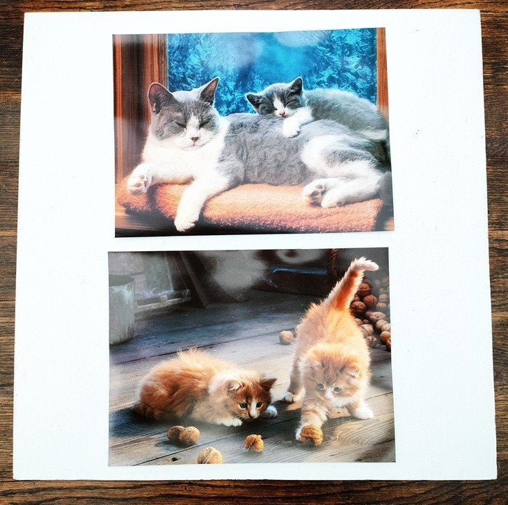Foto's van katten op fotopapier. Grote & kleine. 300 stuks., Minder dan 50 cm, Ophalen of Verzenden, Zo goed als nieuw, Foto of Poster
