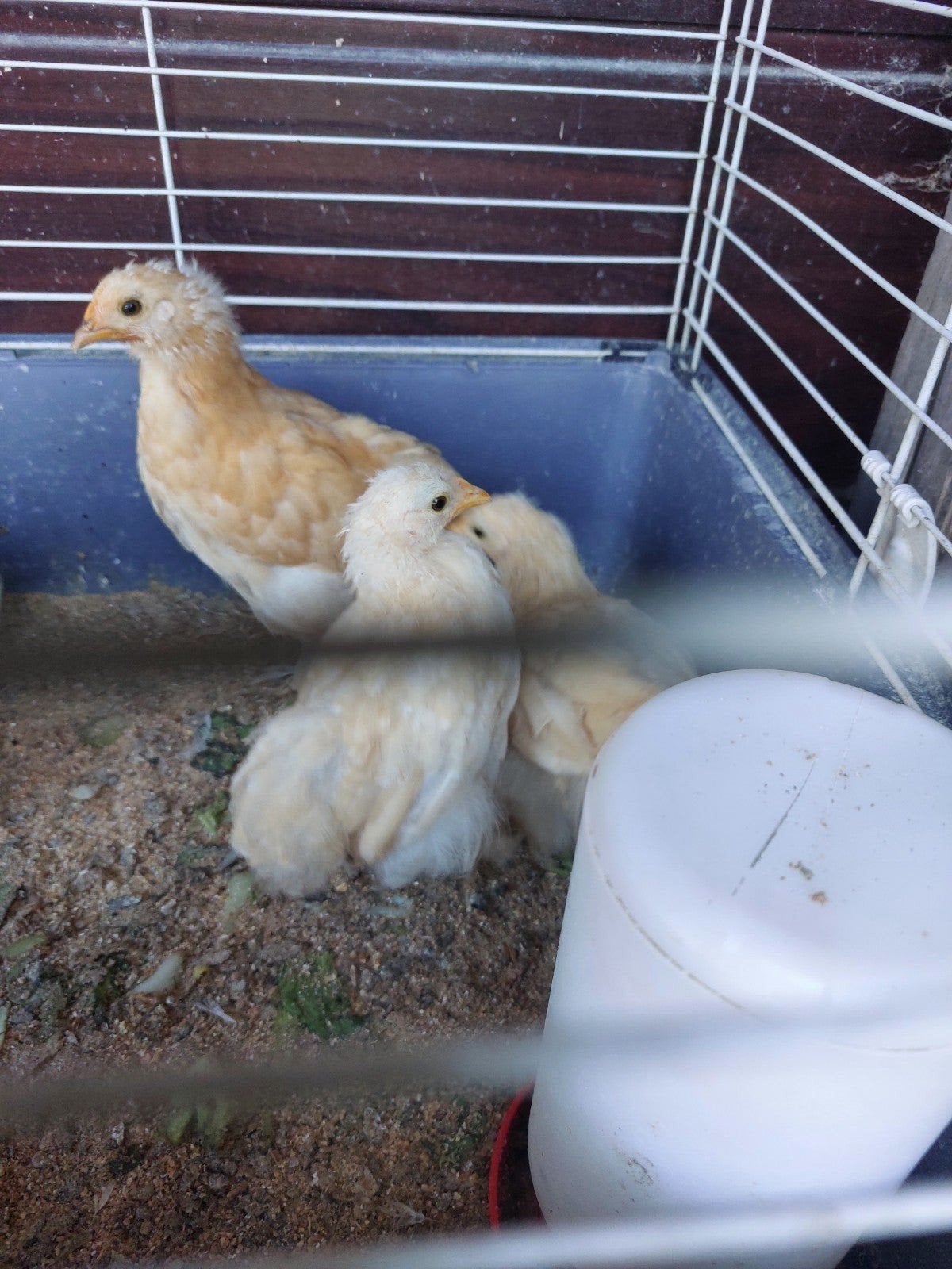 3 Cochin kriel hennetjes, Dieren en Toebehoren