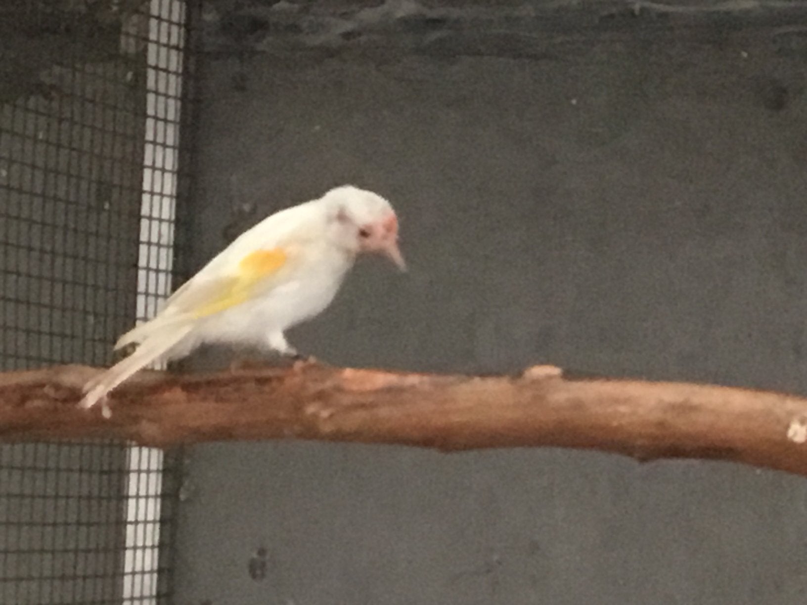 Grote putter, Dieren en Toebehoren