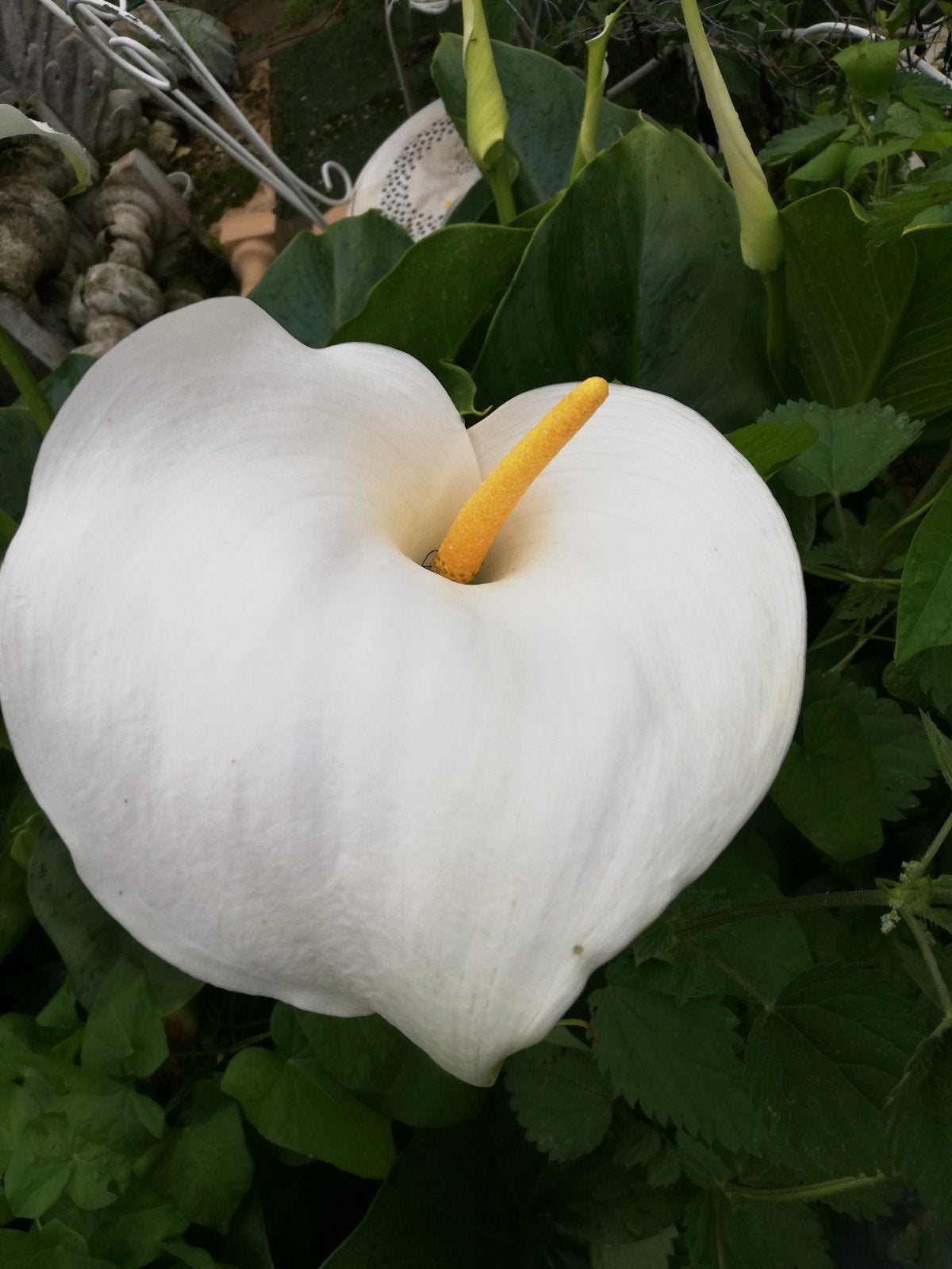 zantedeschia Aethiopica winterhard, Vaste plant, Halfschaduw, Zomer, Ophalen