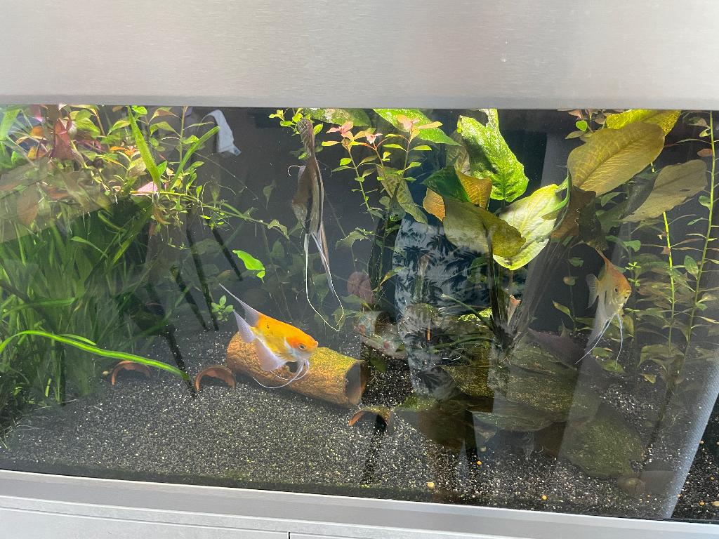 Zoetwater aquarium gevuld, Ophalen, Gebruikt, Gevuld zoetwateraquarium, Inclusief vissen