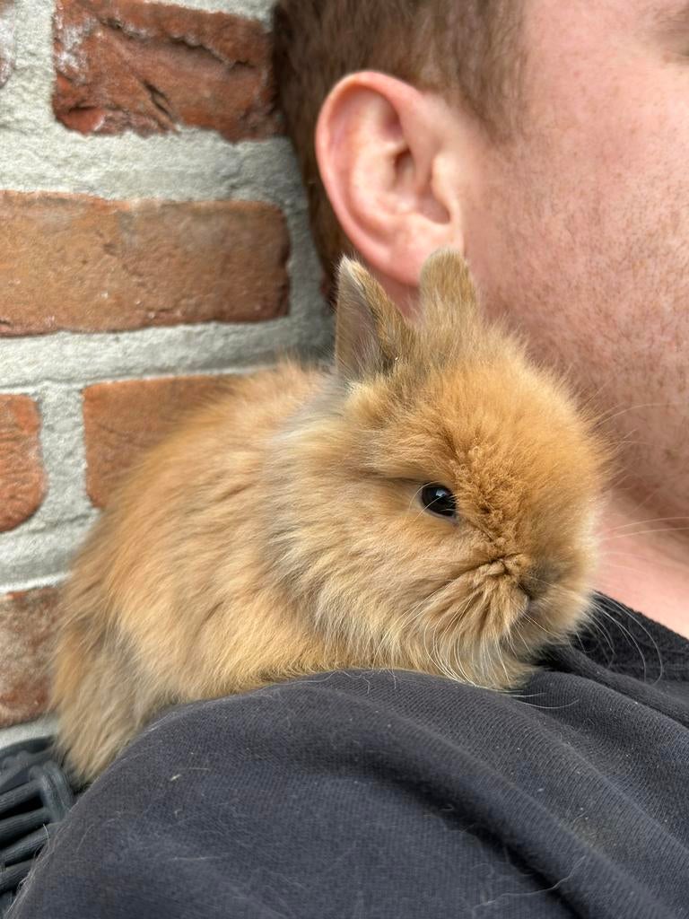 Teddy dwerg rammetje, Dieren en Toebehoren, Klein