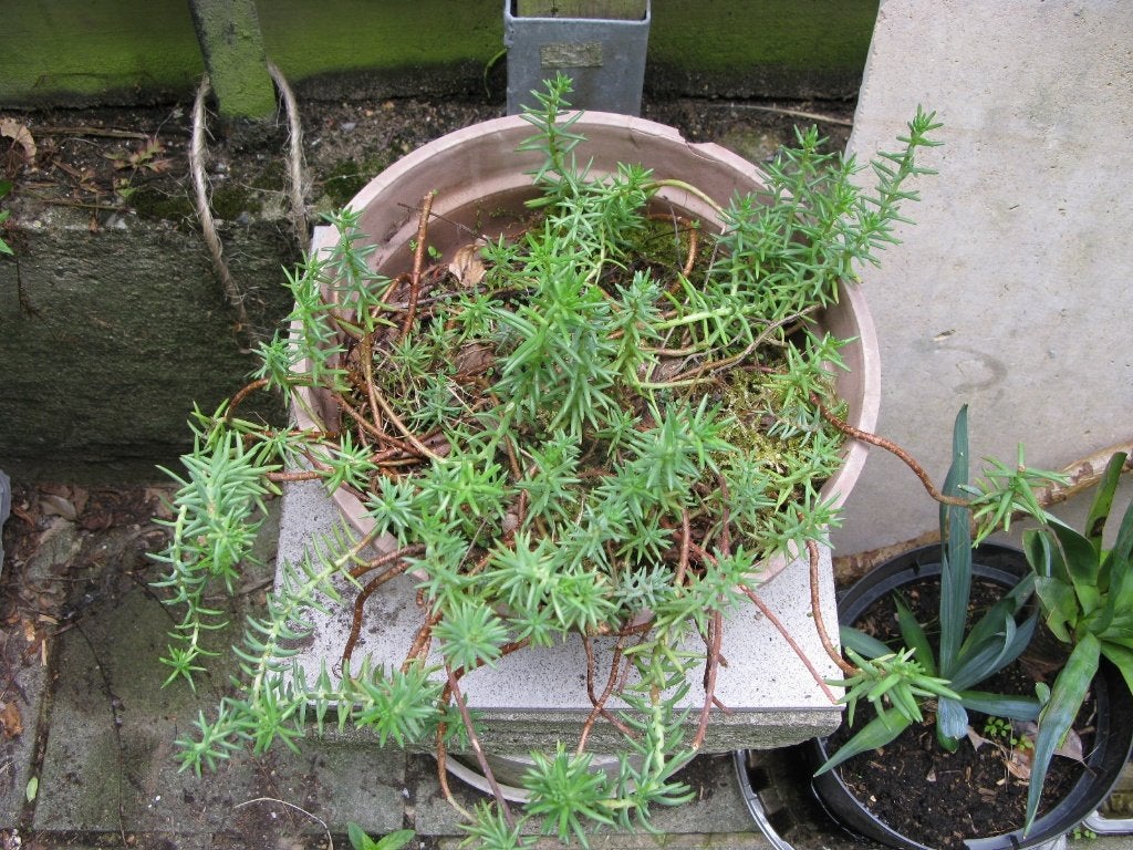 Plante grasse vivace couvre sol, Jardin & Terrasse, Enlèvement, Plante fixe, Couvre-sol, Plein soleil