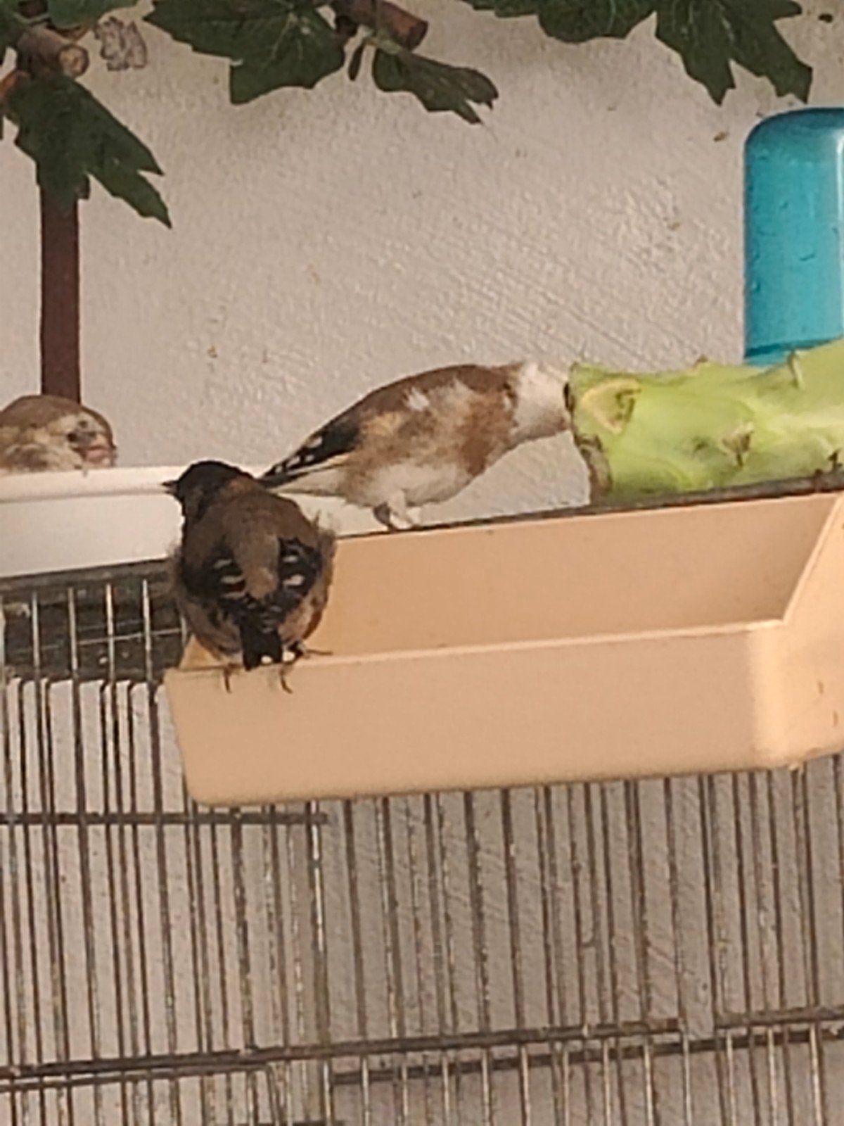 Mutatie van een distelvink, Mannelijk, Wildzangvogel, Tam