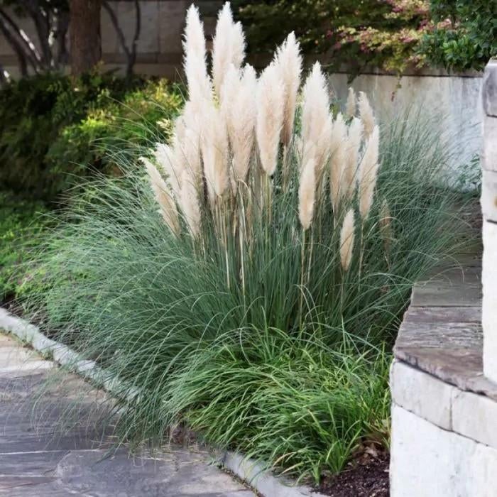 ‼️siergrassen aan promoprijzen ‼️, Jardin & Terrasse, Plantes | Jardin, Enlèvement, Graminées ornementales