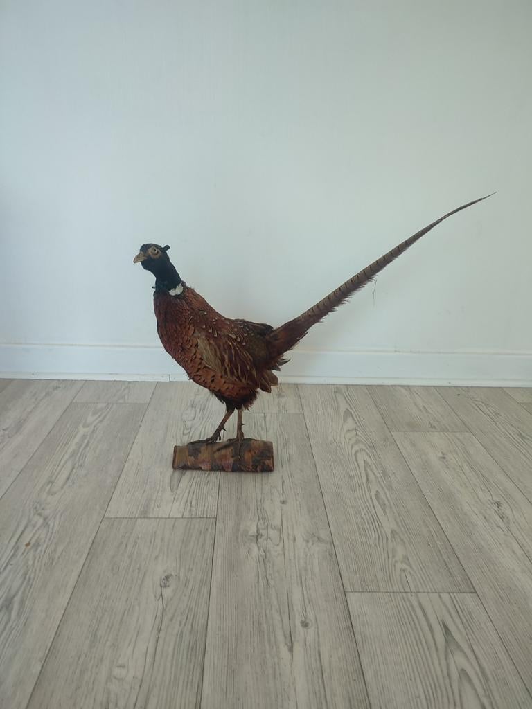 Faisan empaillé, Collections, Enlèvement