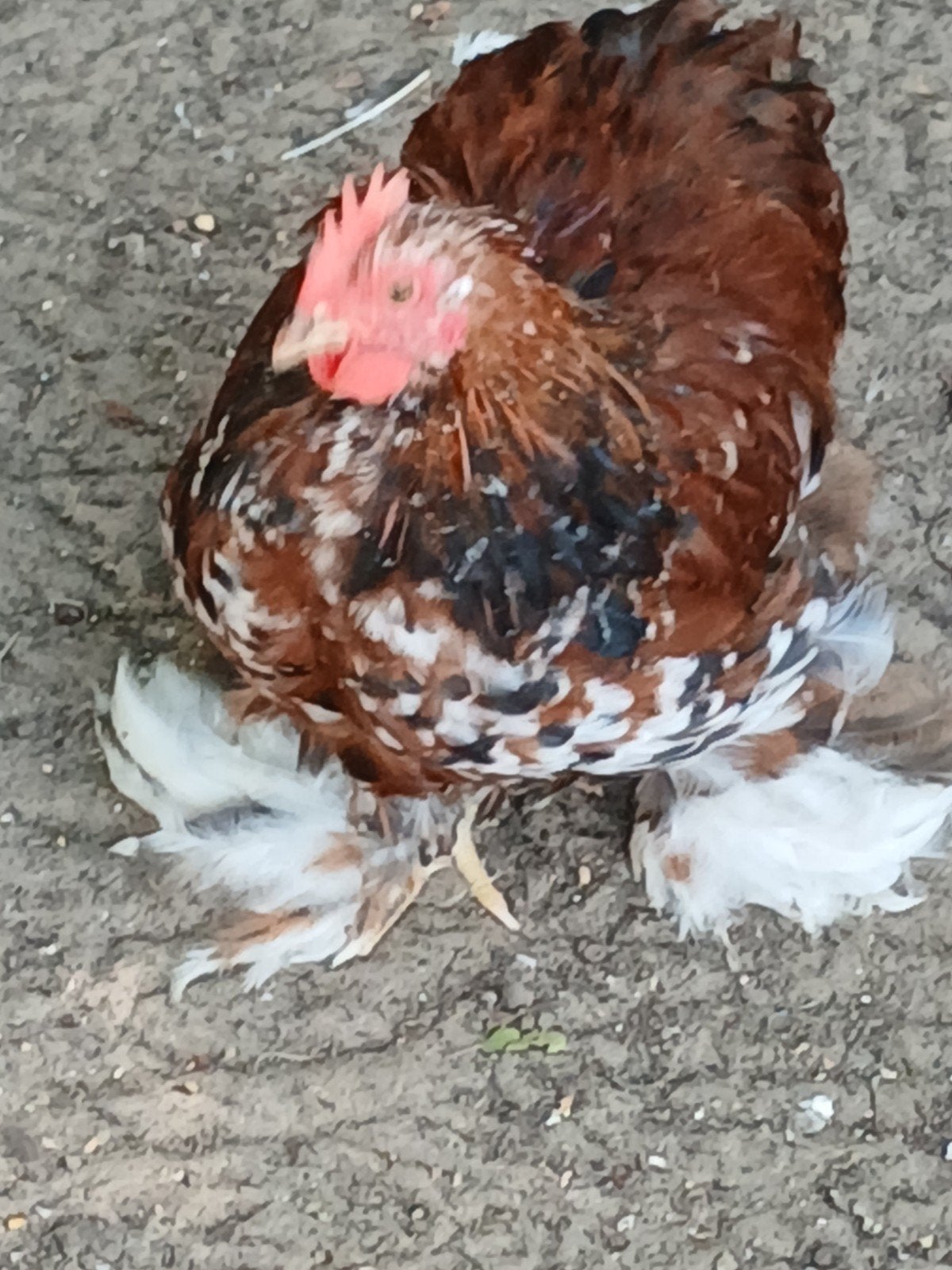 cochinkriel, Dieren en Toebehoren, Pluimvee