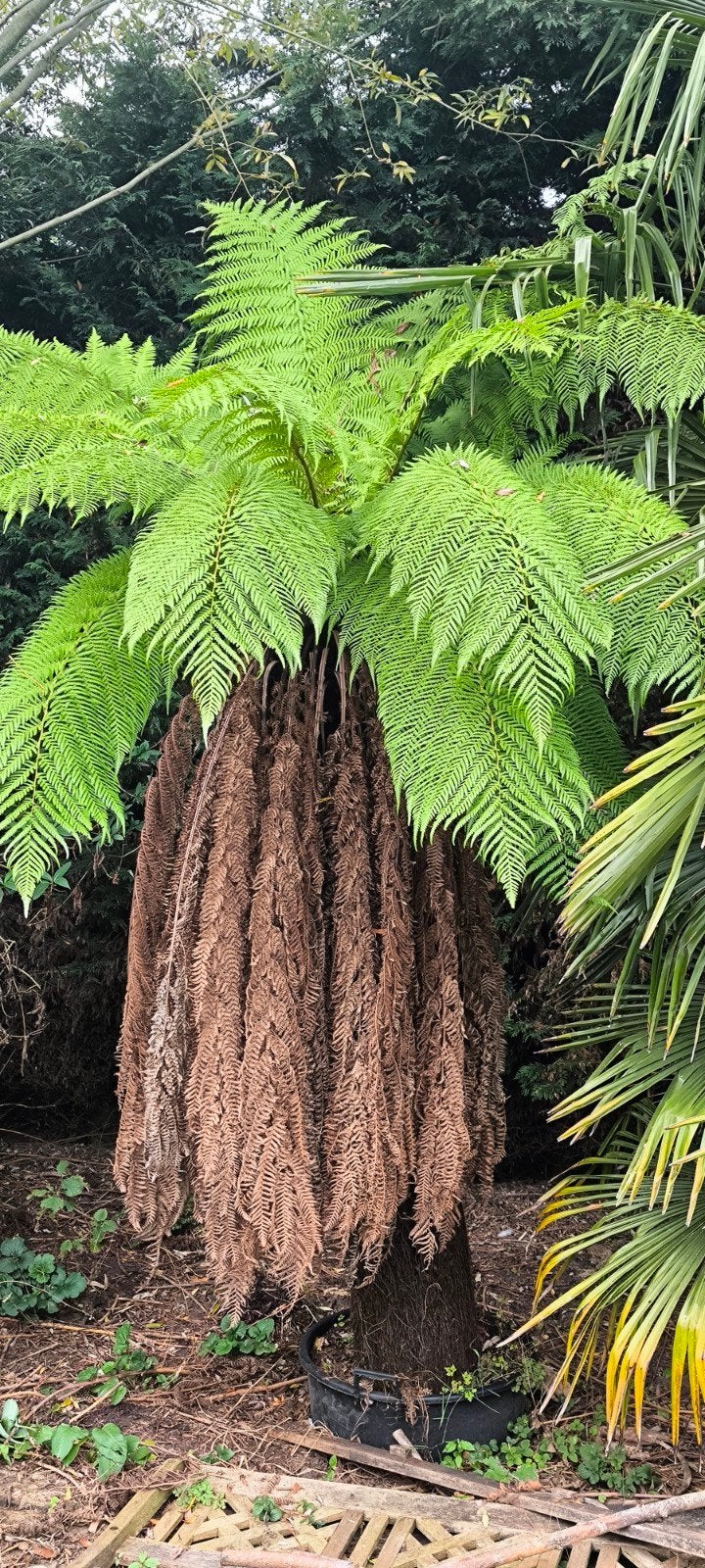 Boomvaren 'Dicksonia Antarctica', Ophalen