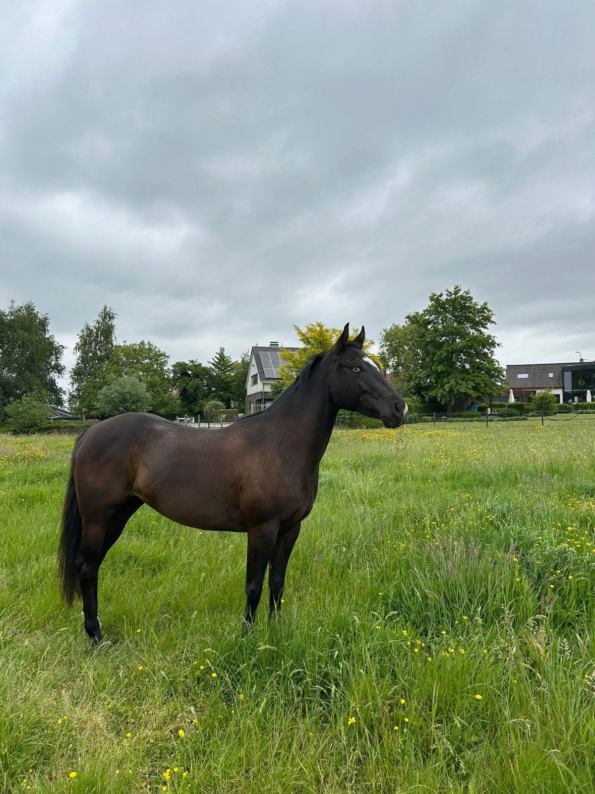 Unieke Quarter Horse merrie, Animaux & Accessoires, Chevaux, Avec pedigree, Débourré, Moins de 160 cm, Cheval western