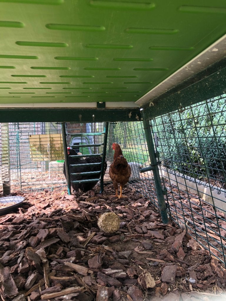 Pluimvee kippen, Meerdere dieren, Kip