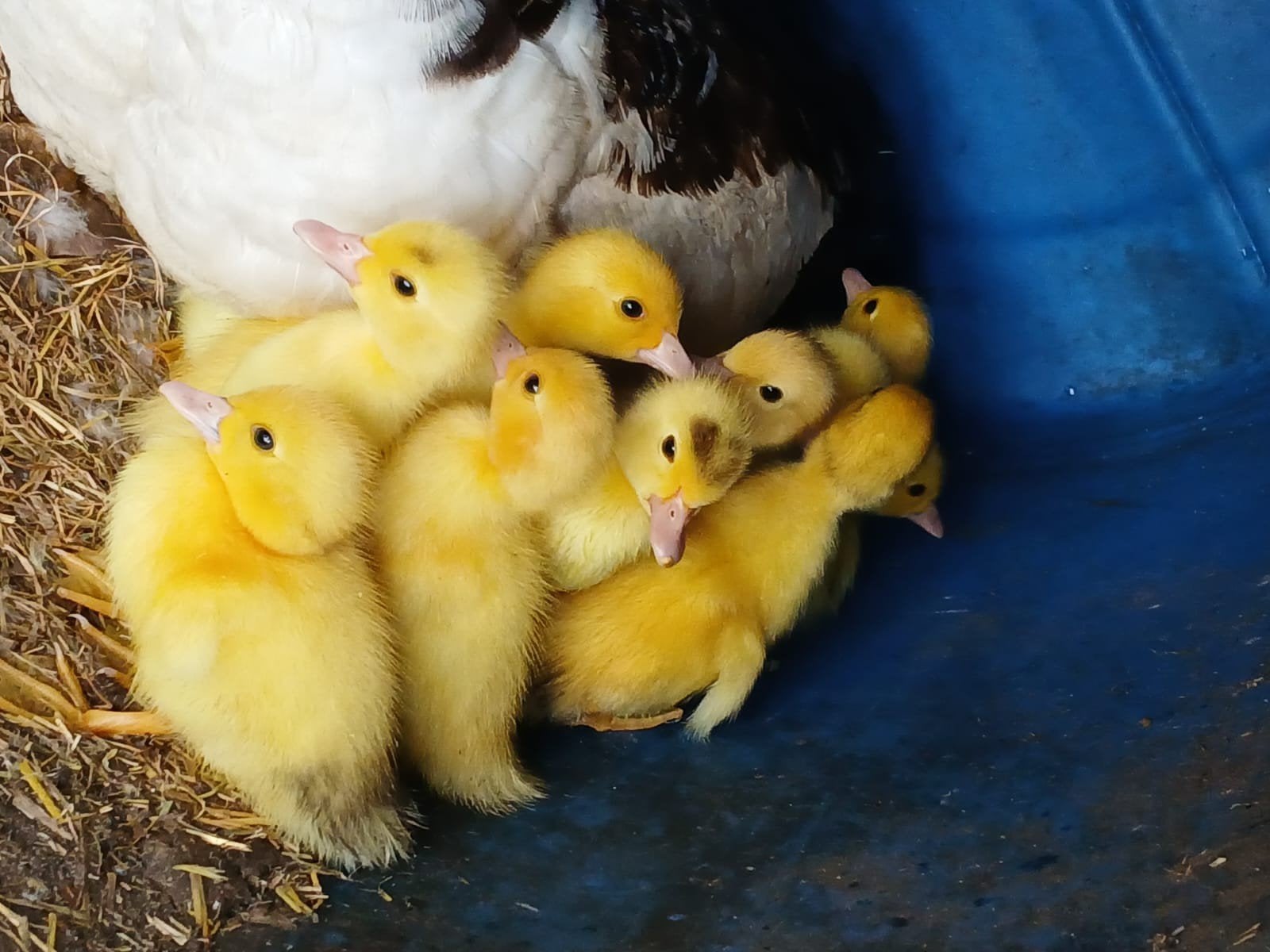 jonge barberie eenden 5 euro per stuk., Dieren en Toebehoren