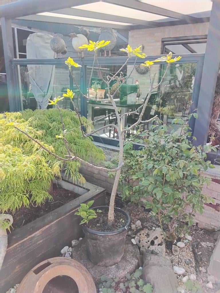 Vijgenboompje, Enlèvement, En pot