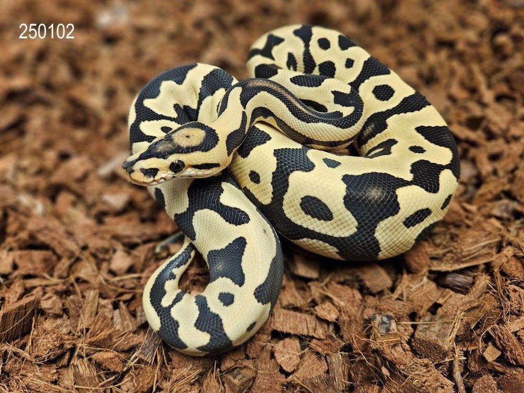 LAST MINUTE HOUTEN DEALS - Diverse koningspythons Ball Python photo 9